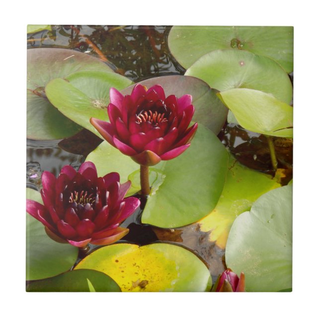 Water Lily Ceramic Tile (Front)