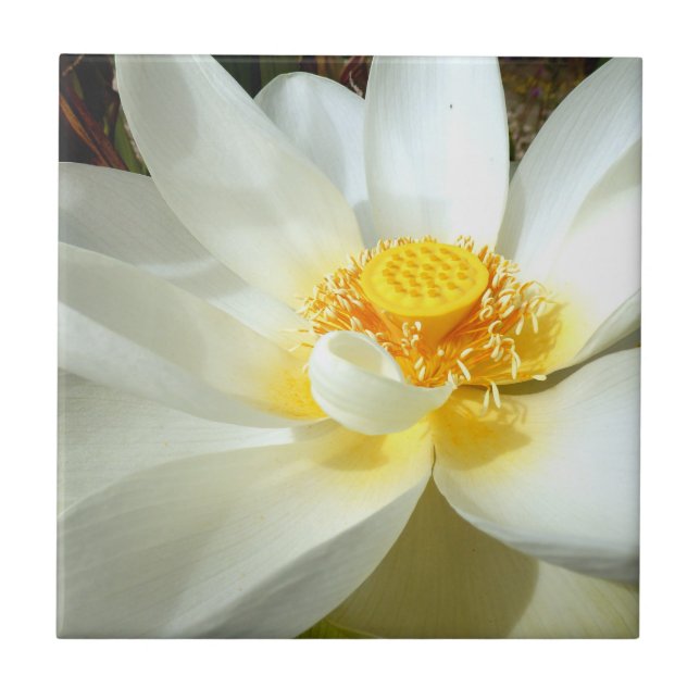 Water Lily Ceramic Tile (Front)