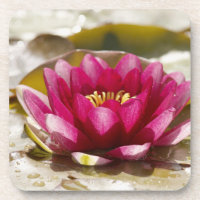 Water lily