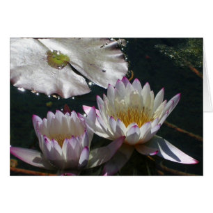 Water Lily Duet