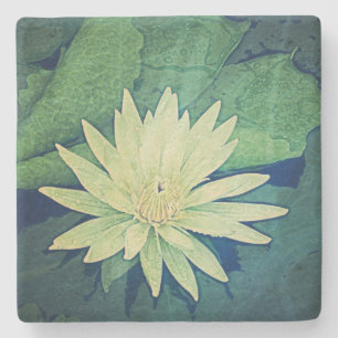 Water Lily Flower Green Stone Coaster