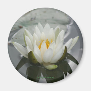 Water Lily Flower Photography Magnet