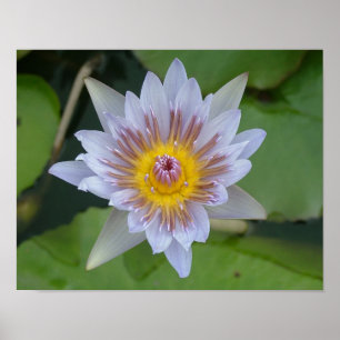 Water Lily in Bloom Poster