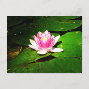 Water lily in crimean botanical garden postcard
