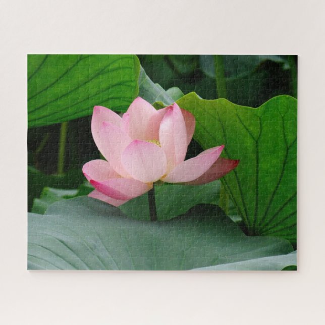 Water Lily Jigsaw Puzzle (Horizontal)