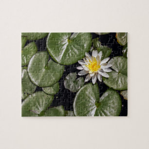 Water Lily Jigsaw Puzzle