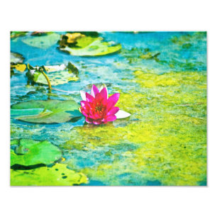 Water Lily Lilypad Photo Print