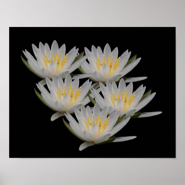 Water Lily Lotus Flower Blossom Poster (Front)