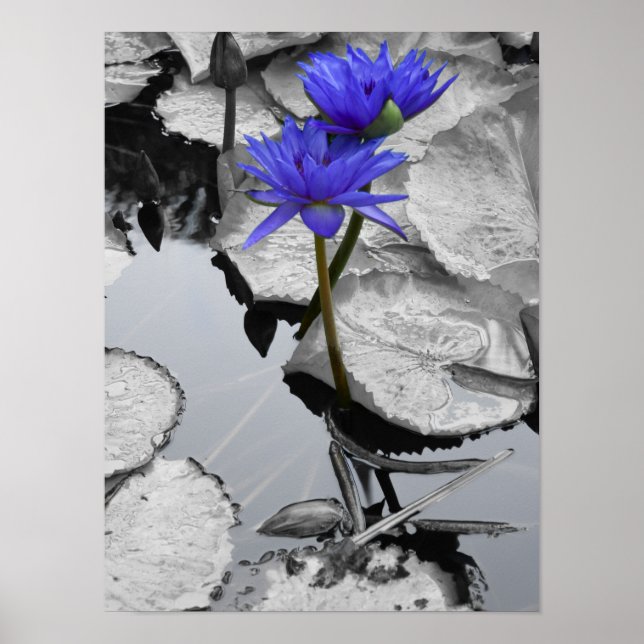 Water Lily Love Poster (Front)