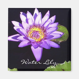 Water Lily Magnet
