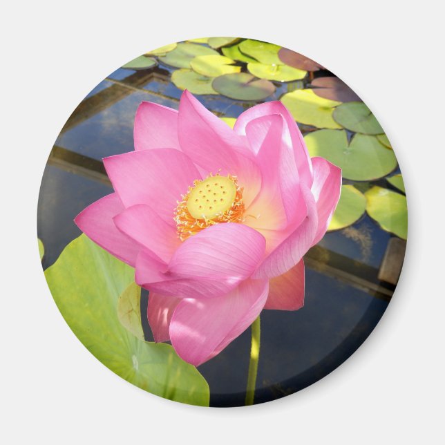 Water Lily Magnet (Front)