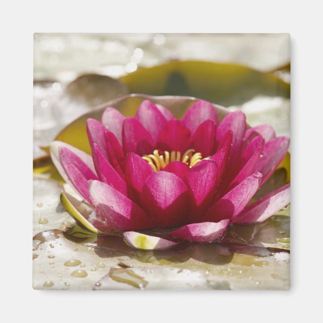 Water lily magnet (Front)