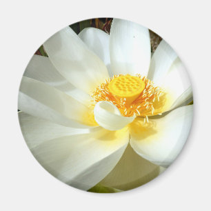 Water Lily Magnet