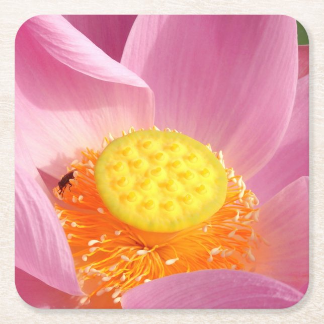 Water Lily Paper Coaster (Front)