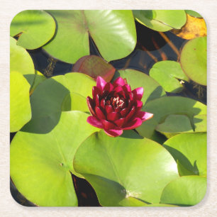 Water Lily Paper Coaster