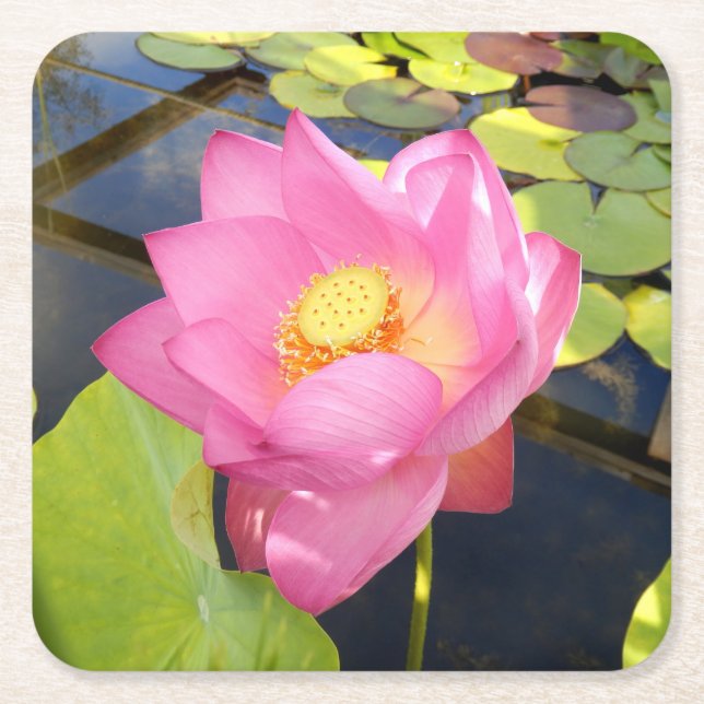 Water Lily Paper Coaster (Front)