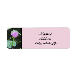 Water Lily Photo Beautiful Pink Purple Bloom