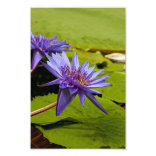 Water Lily Photo Print