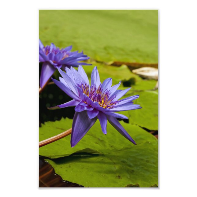 Water Lily Photo Print (Front)