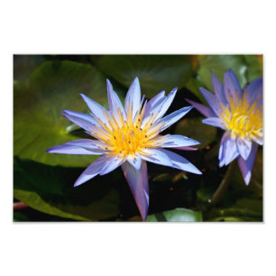 Water Lily Photo Print