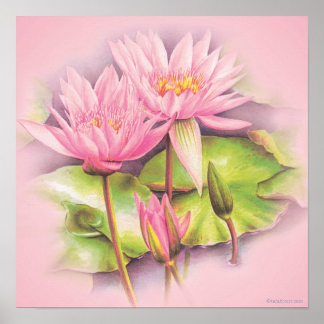 Water lily pink fine art botanical poster print (Front)