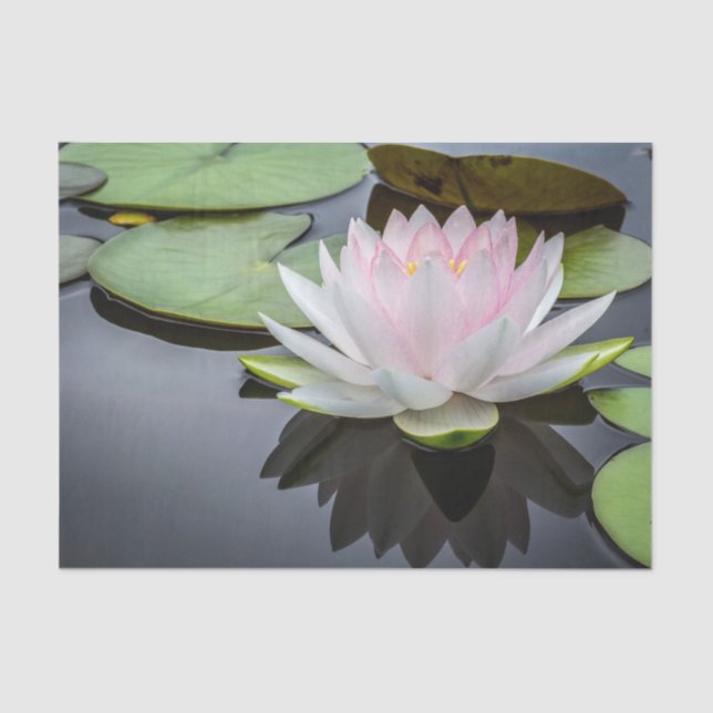 Water Lily Pink Floral Photo Tissue Paper (Front)
