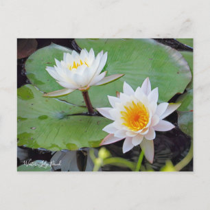Water-Lily Pond [Postcard] Postcard