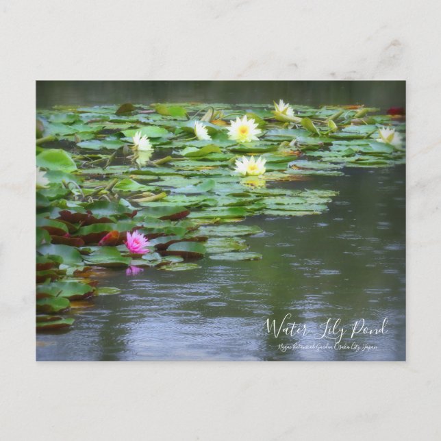Water-Lily Pond ：Postcard Postcard (Front)