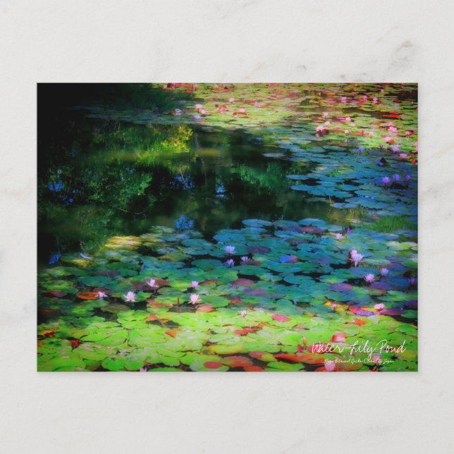 Water-Lily Pond ：Postcard Postcard (Front)