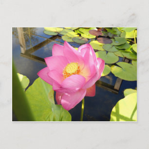 Water Lily Postcard