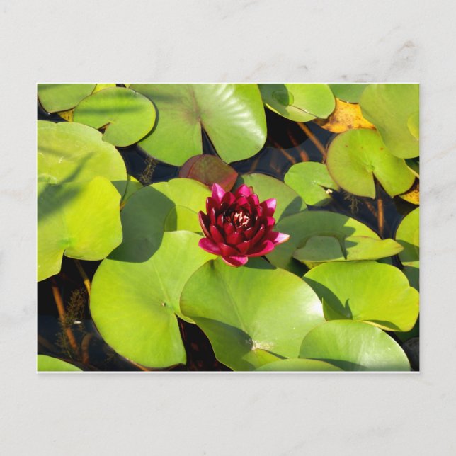 Water Lily Postcard (Front)