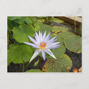 Water Lily Postcard