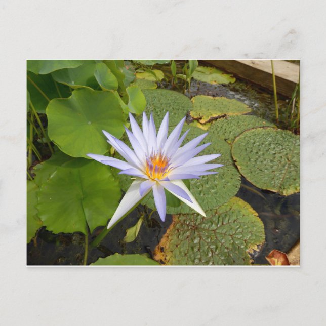 Water Lily Postcard (Front)