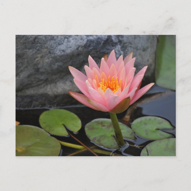 Water Lily Postcard (Front)