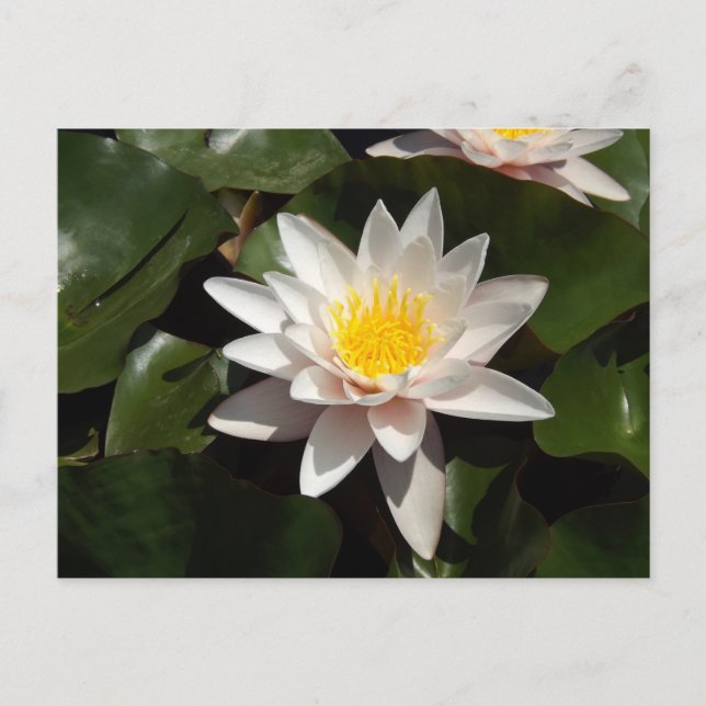 Water Lily Postcard (Front)