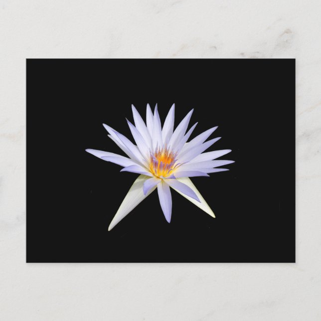 Water Lily Postcard (Front)