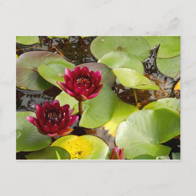 Water Lily Postcard (Front)