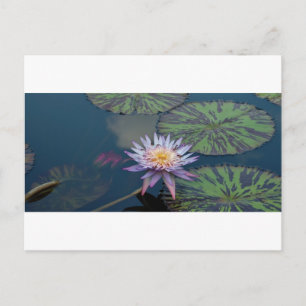 Water Lily Postcard