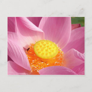 Water Lily Postcard