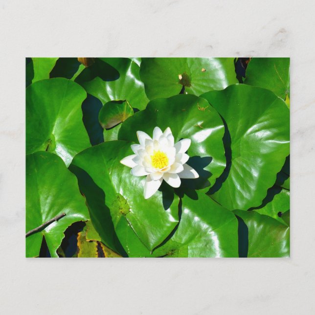 Water Lily Postcard (Front)