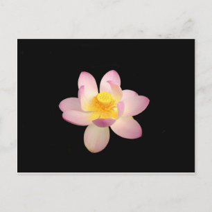 Water Lily Postcard