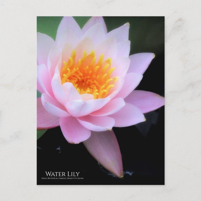 Water Lily ：Postcard Postcard (Front)