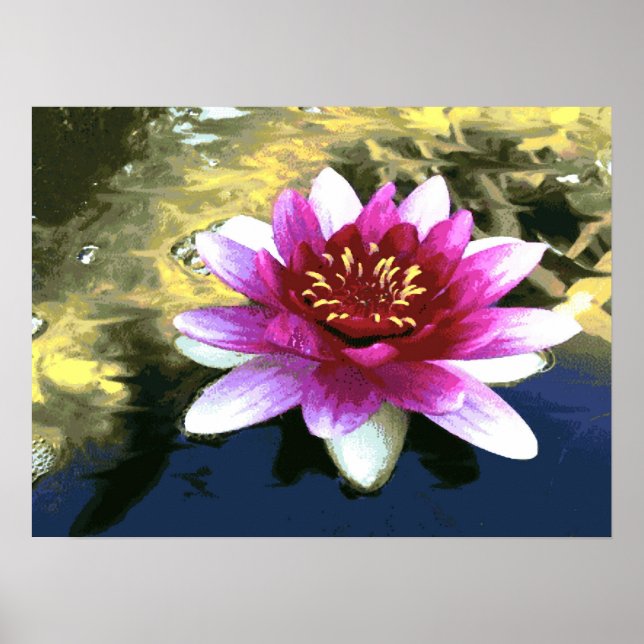 Water Lily Poster (Front)
