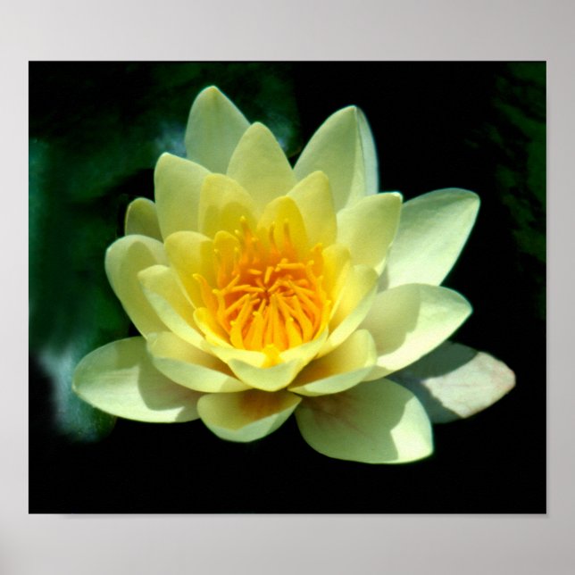 Water lily poster (Front)