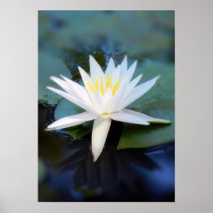 Water Lily Poster