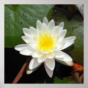 Water Lily Poster