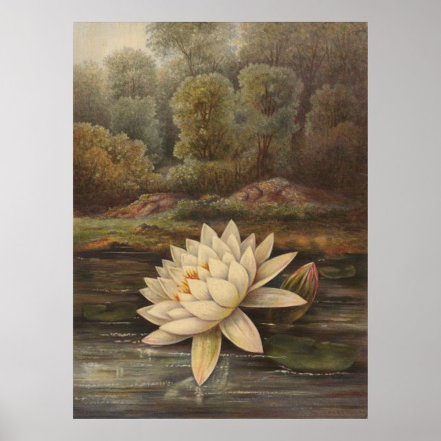 Water Lily Poster (Front)