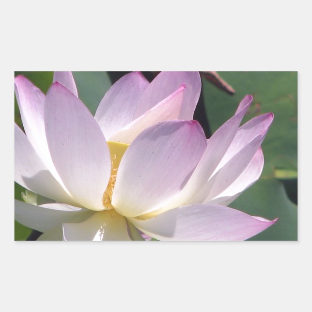 Water Lily Rectangular Sticker (Front)