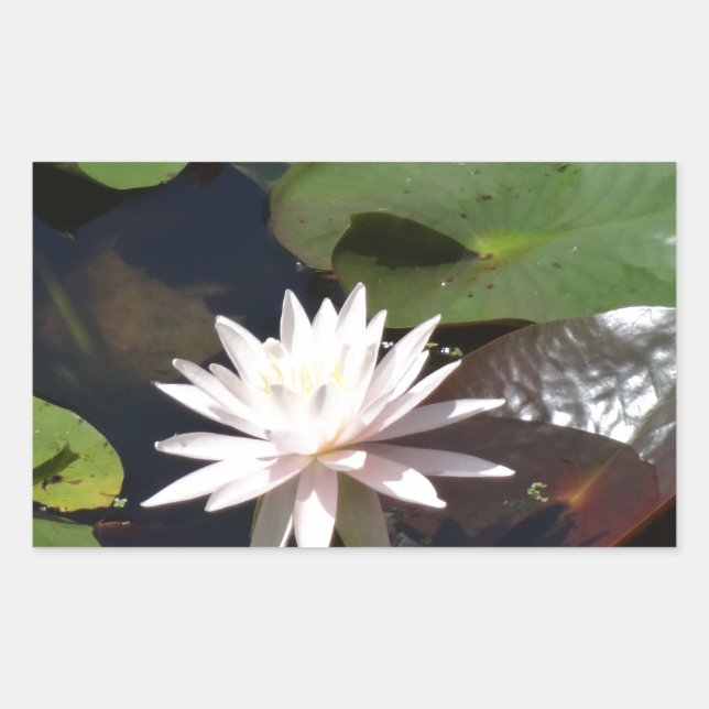 Water Lily Rectangular Sticker (Front)