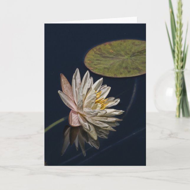 Water Lily Reflection Card (Front)